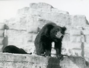 Un ours lippu regarde depuis son enclos devant les terrasses Mappin, Zoo de Londres, septembre 1914 - Frederick William Bond